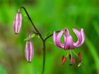 Türkenbund Lilie mit Knospen und Schwebfliege
